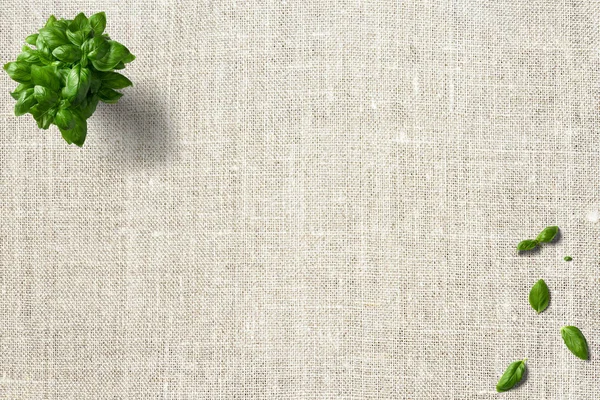 Fesleğen, nane, mutfak yaprakları temiz zemin üzerine