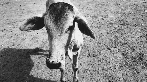 Eski Vintage tuğla yığını arka plan