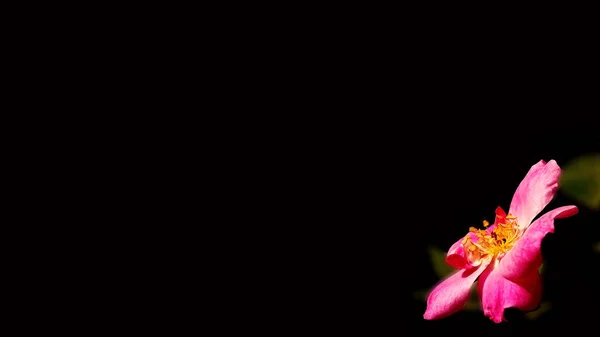 Metin için koyu renk arka plan üzerinde Hint gül