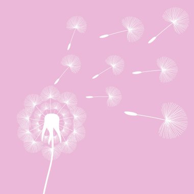white dandelion seeds wind summer flying fluffy illustration on a pink background vector.