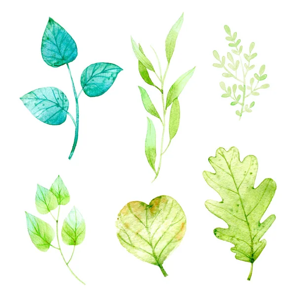 Aquarell Blatt Blätter Grün Eiche Handgemalte Illustration Auf Weißem Hintergrund — Stockfoto