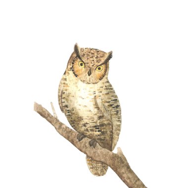 Suluboya el çizilmiş hayvan. Baykuş vahşi hayvan