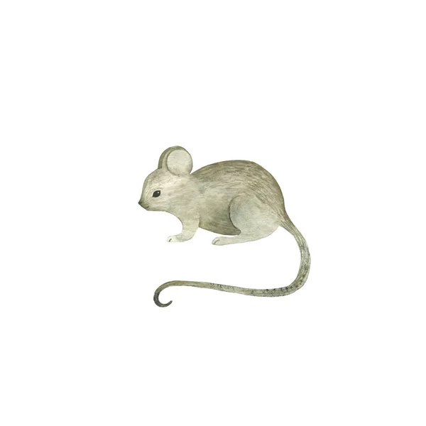 Aquarela Mão Desenhado Animal Rato Animal Selvagem — Fotografia de Stock