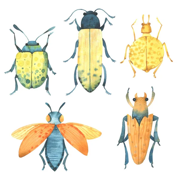 Suluboya böcekleri. Doğa. Sinek