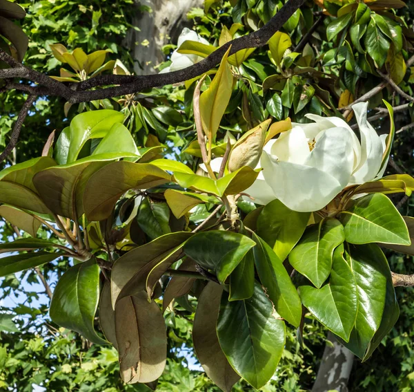 Zamknij Widok Kwitnących Kwiatów Magnolia Zielony Drzewo — Zdjęcie stockowe