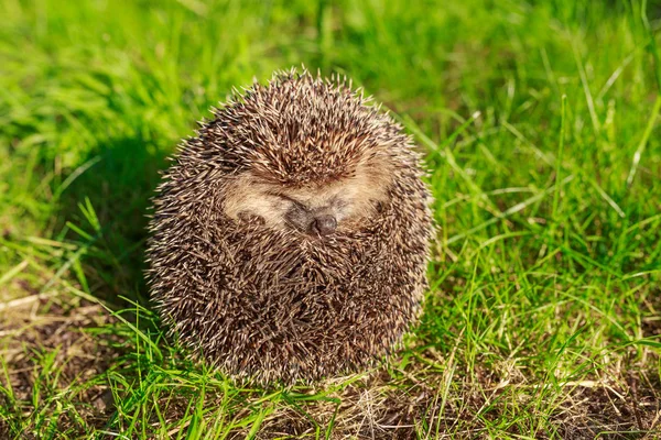 ハリネズミ ぼやけて背景が緑色の緑の苔に野生 ネイティブ 欧州のハリネズミ — ストック写真