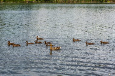Gölde yüzen ördek yavrusu ile yaban ördeği