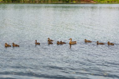 Gölde yüzen ördek yavrusu ile yaban ördeği