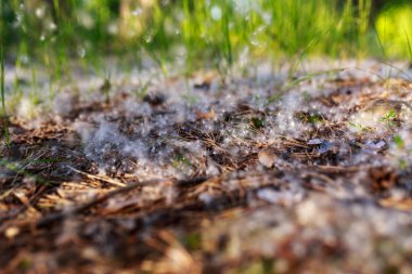 kavak kabartmak, ormandaki bir glade üzerinde