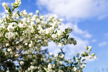 Mavi gökyüzünün arka planında çiçek açan elma ağacı