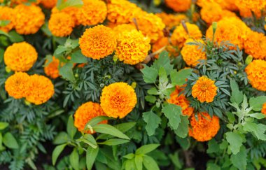 Parlak turuncu kadife çiçeği (Tagetes patula) çiçek yakın çekim
