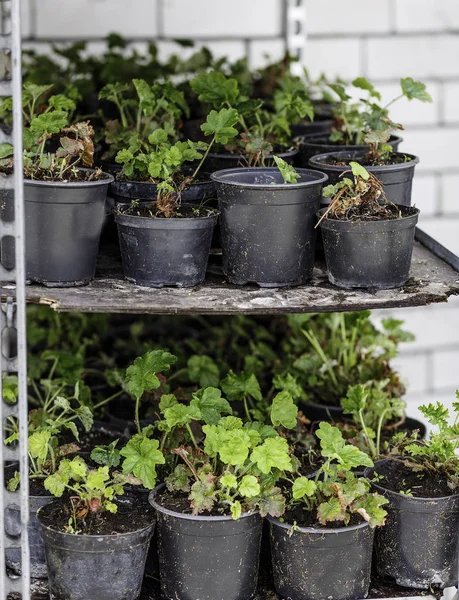 St. Petersburg, Russia - May 22, 2018: People buy flowers in pots with soil for transplanting them on their personal plots. On the shelves are many different varieties and plant species.