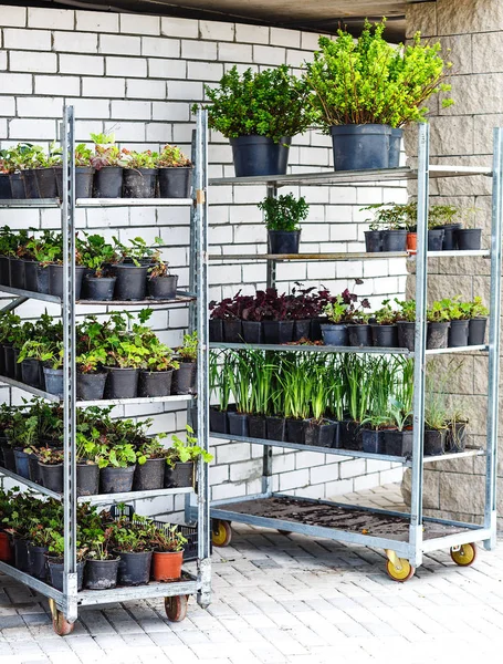 St. Petersburg, Russia - May 22, 2018: People buy flowers in pots with soil for transplanting them on their personal plots. On the shelves are many different varieties and plant species.