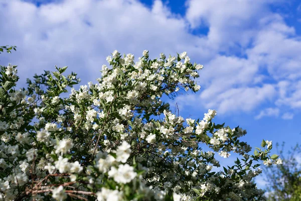 Blooming Apple Tree Background Blue Sky — Stock Photo, Image
