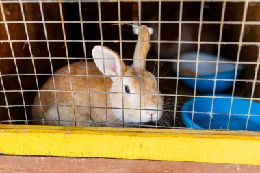 Kızıl tavşan kafes içinde
