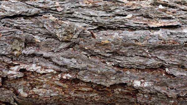 소나무 껍질의 텍스처입니다 소나무 숲에서 껍질의 — 스톡 사진