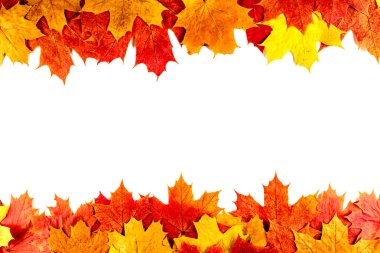 Sonbahar arka plan. İzole akçaağaç yaprakları..