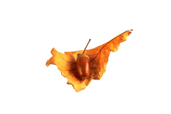 Acorn Lies Dry Oak Leaf White Background Isolate — Stock Photo, Image