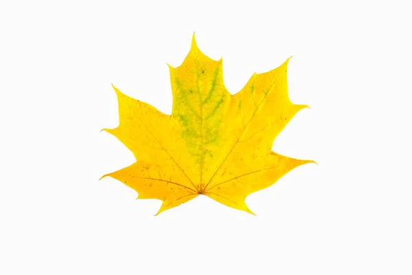 Red Yellow Maple Leaf Autumn Symbol Seasonal Themed Concept Icon — Stock Photo, Image