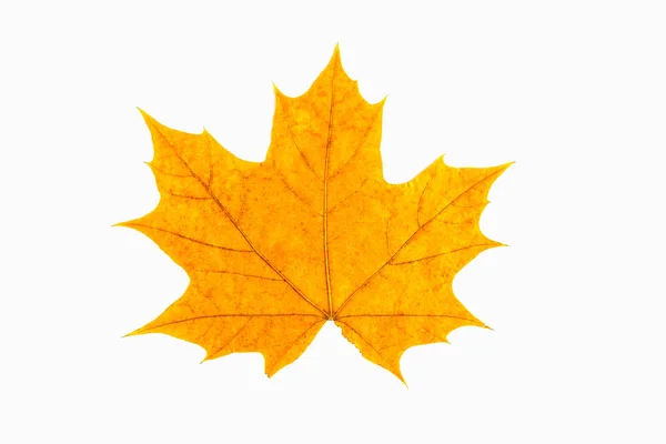 Folha Bordo Vermelha Amarela Como Símbolo Outono Como Conceito Temático — Fotografia de Stock
