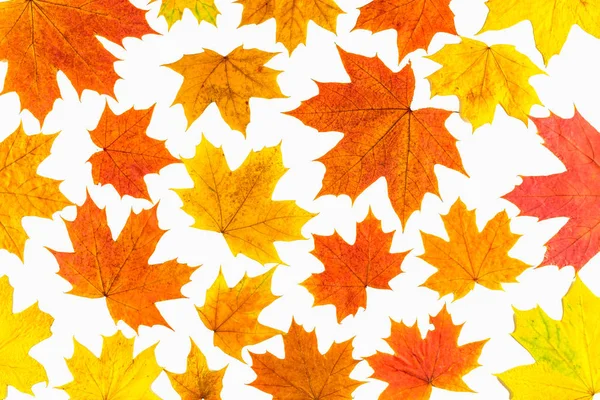 Herbsthintergrund Vereinzelte Ahornblätter — Stockfoto