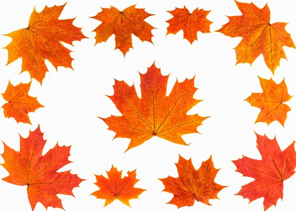 Herbsthintergrund Vereinzelte Ahornblätter — Stockfoto