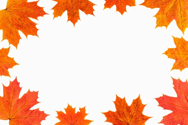 Осенний Фон Изолированные Кленовые Листья — стоковое фото