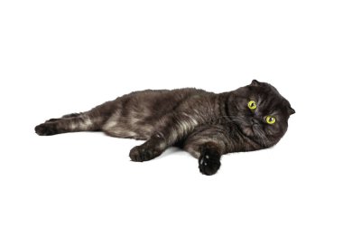 Çeşitli teşkil etmektedir, beyaz arka plan üzerinde izole sarı gözlü İskoç Fold kedi..