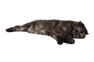 Çeşitli teşkil etmektedir, beyaz arka plan üzerinde izole sarı gözlü İskoç Fold kedi..