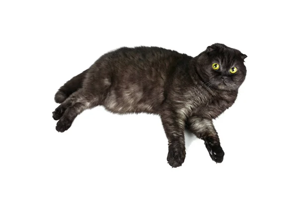 Scottish Fold Katt Med Gula Ögon Olika Poser Isolerad Vit — Stockfoto