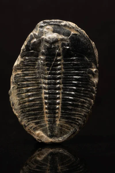 Zkamenělý Trilobit Tmavém Pozadí Reflexní — Stock fotografie