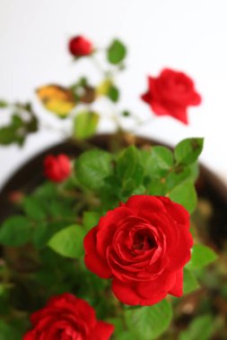 Güzel açan küçük kırmızı bir gül