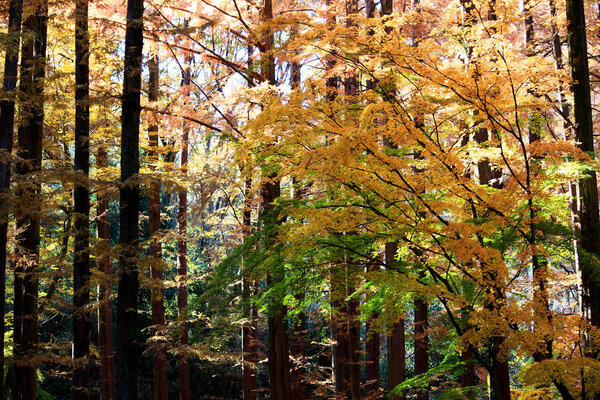 Scenery of forest of autumnal leaves