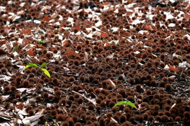 tatlı sakız tohumu Sonbahar doku gibi yere yaymak