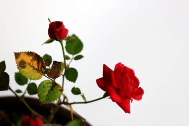 Beyazın arka planında güzelce açan küçük kırmızı bir gül