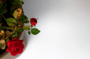 Beyazın arka planında güzelce açan küçük kırmızı bir gül