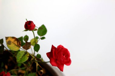 Beyazın arka planında güzelce açan küçük kırmızı bir gül