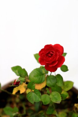 Beyazın arka planında güzelce açan küçük kırmızı bir gül