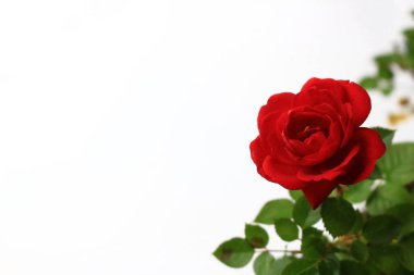 Beyazın arka planında güzelce açan küçük kırmızı bir gül