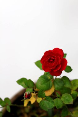 Beyazın arka planında güzelce açan küçük kırmızı bir gül