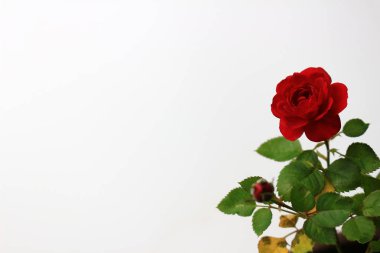 Beyazın arka planında güzelce açan küçük kırmızı bir gül