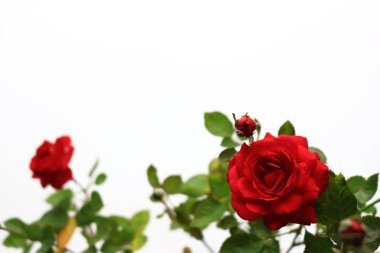 Beyazın arka planında güzelce açan küçük kırmızı bir gül