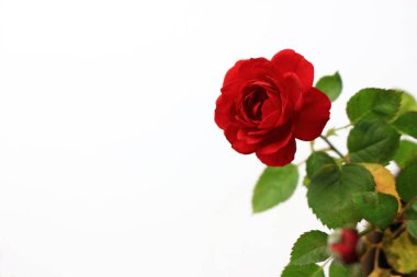 Beyazın arka planında güzelce açan küçük kırmızı bir gül