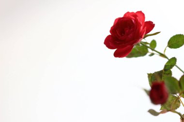 Beyazın arka planında güzelce açan küçük kırmızı bir gül
