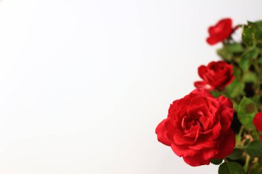 Beyazın arka planında güzelce açan küçük kırmızı bir gül