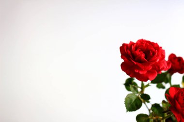 Beyazın arka planında güzelce açan küçük kırmızı bir gül