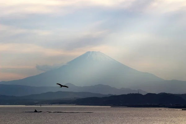 Oiseau Volant Dans Vue Sur Mer Regardant Mont Fuji — Photo