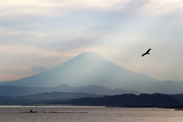 Oiseau Volant Dans Vue Sur Mer Regardant Mont Fuji — Photo