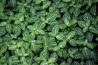 Yeşil botanik doku arka plan malzeme