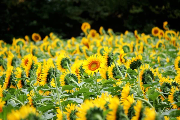 Campos Girassol Verde Amarelo — Fotografia de Stock